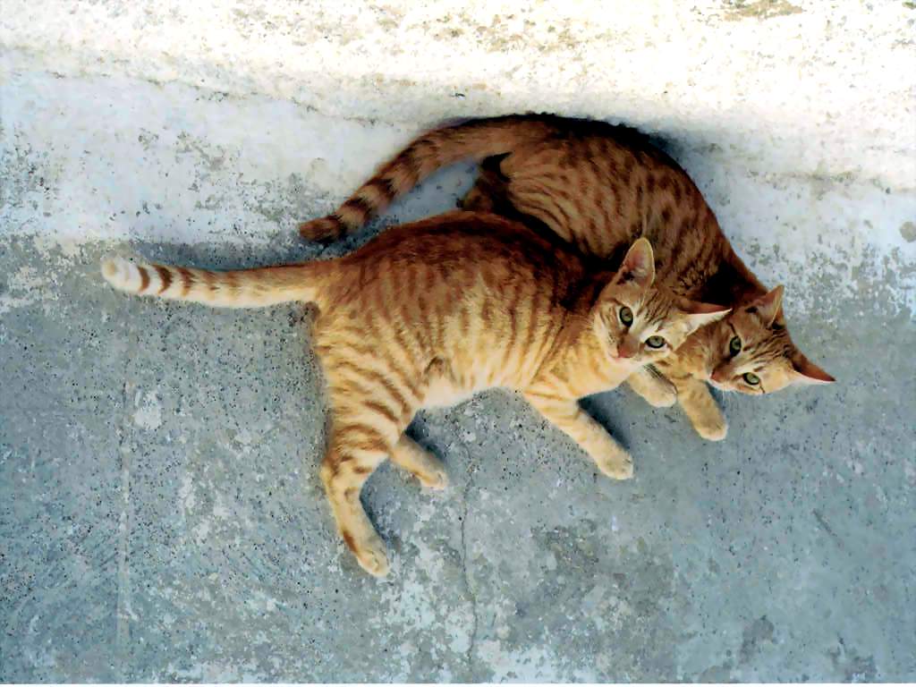 Gatti (144)
